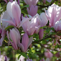 Магнолия Джордж Генри Керн купить