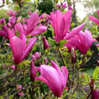 Магнолія Сьюзан купить