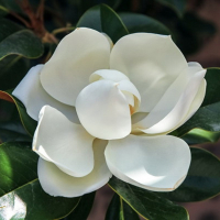 Магнолия Грандифлора (крупноцветковая) купить