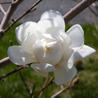 Магнолія Лебнера Уайлдкет купить