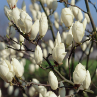 Магнолия Суланжа Альба Суперба купить