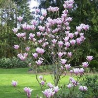 Магнолия Heaven Scent купить