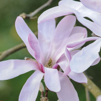 Магнолия Стеллата Розеа купить