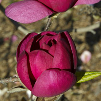 Магнолия Джени купить