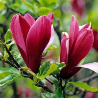 Магнолія лілієкольорова Нігра купить
