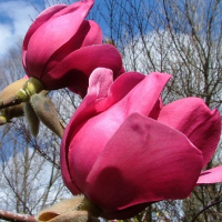 Магнолія Соул Сатисфакшн купить