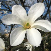 Магнолія Кобус купить