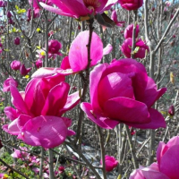 Магнолия Клеопатра купить