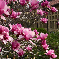 Магнолія Суланжа на штамбе купить