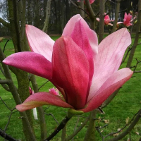 Магнолія Дейбрейк купить