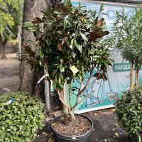 Магнолия Грандифлора Gallisoniensis multitronco купить