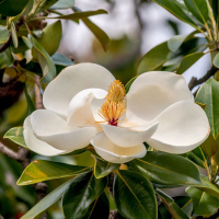 Магнолия Грандифлора Gallisoniensis купить