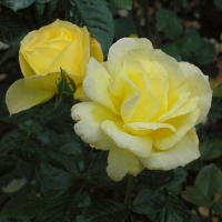 Троянда поліантова Авеню Еллоу купить