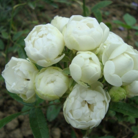 Троянда поліантова Морсдаг Уайт купить