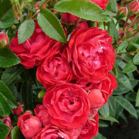 Троянда поліантова Морздаг Ред купить