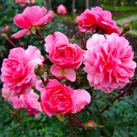 Троянда поліантова Сава Річка купить