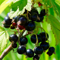 Смородина Черный жемчуг купить