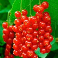 Смородина красная Ярославна купить