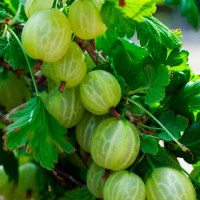 Аґрус Інвікту купить