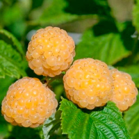 Малина Голден Куин купить