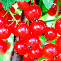 Смородина червона Улюблена купить