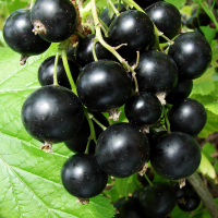 Смородина чорна Вернісаж купить