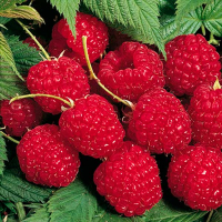 Малина Глен Ампл купить