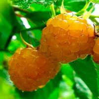 Малина Утренняя Роса купить