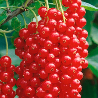 Смородина красная Йонкер ван Тетс купить