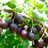 Смородина черная Краса Львова купить