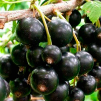 Смородина черная Тритон купить