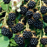 Ежевика Торн Фри купить