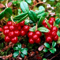 Клюква Пилигрим купить