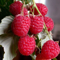 Малина Зюгана купить