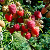 Малина Химбо Топ купить