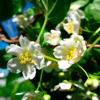 Актинидия Опылитель, мужской цветок купить