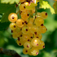 Смородина Императорская желтая купить