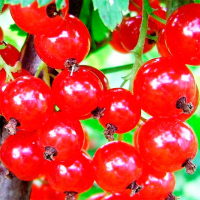 Смородина красная Улюблена (3 шт.) купить