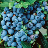 Чорниця Блю Кроп (1,2л) купить