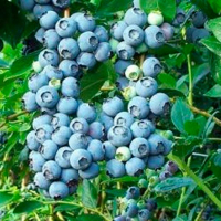 Черника Эрли Блю купить