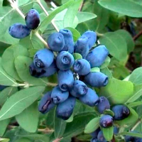 Жимолость Витаминная (1,2л) купить