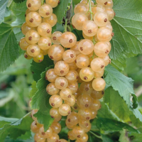 Смородина белая Уайт Холландер купить