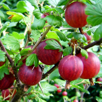 Аґрус Красень купить