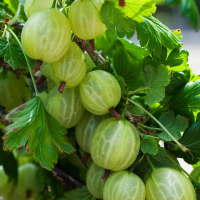 Крыжовник Уайт Смит купить