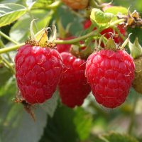 Малина Моллинг Промис купить