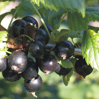 Смородина черная Краса Львова купить