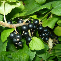 Смородина чорна Скарб купить