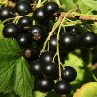 Смородина чёрная Софиевская купить