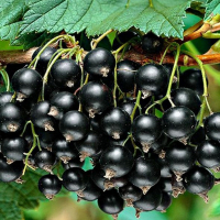 Смородина чорна Титанія купить