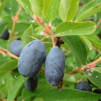 Жимолость Дуэт купить